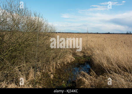 Siehe (Rietzer See Rietz) ist ein Naturschutzgebiet in der Nähe der Stadt Brandenburg im Nordosten Deutschlands mit zwei flachen Seen und Feuchtgebiete Stockfoto