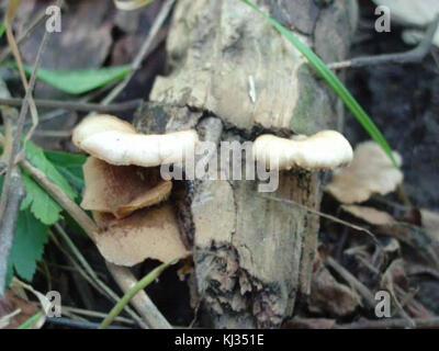 Ein Bild oder eine Beschreibung des Schwefelschelfs, auch bekannt als Hühnerpilz (Laetiporus sulphureus). Diese Art ist bekannt für ihr hellgelbes Aussehen und findet sich oft auf verfallendem Holz. Stockfoto