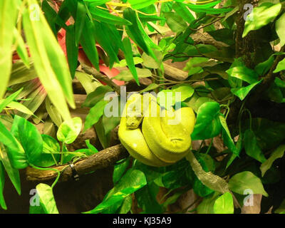 Green Tree python Schlange Stockfoto