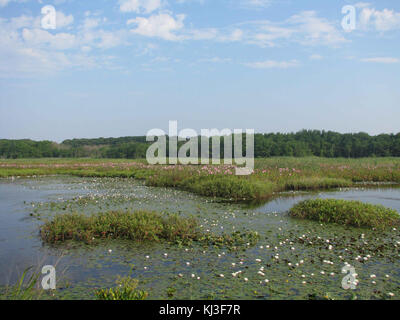 Seerosen und anderen Blumen auf dem Wasser Oberflächenwasser Stockfoto