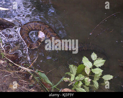 Wasser Mokassin cottonmouth Agkistrodon piscivorus giftige Schlange Stockfoto