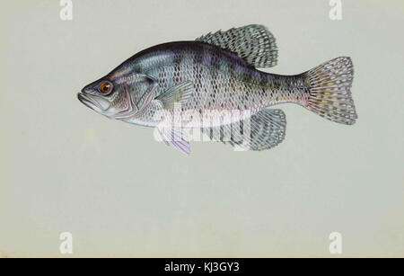 Weiß crappie pomoxis annularis Stockfoto