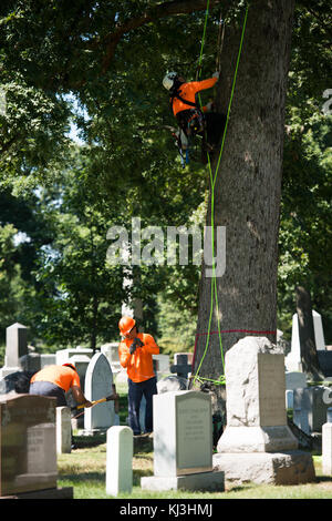 Der nationale Verband der Landschaft Berufe Freiwilliger in Arlington National Cemetery (28247069535) Stockfoto