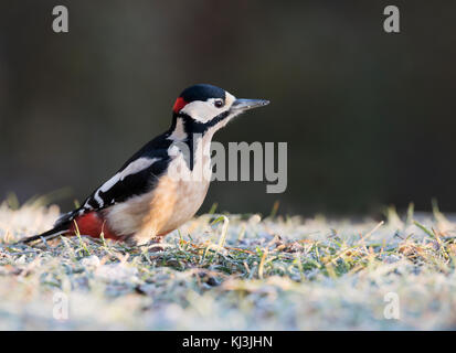 Ein männlicher Buntspecht (Dendrocopos major) auf Frost bedeckt, Lincolnshire Stockfoto