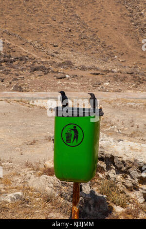 Grüne öffentliche Mülleimer und zwei schwarze Vögel auf der Seite des Signalweges in al mughsayl Strand. dhofar, Oman. Stockfoto