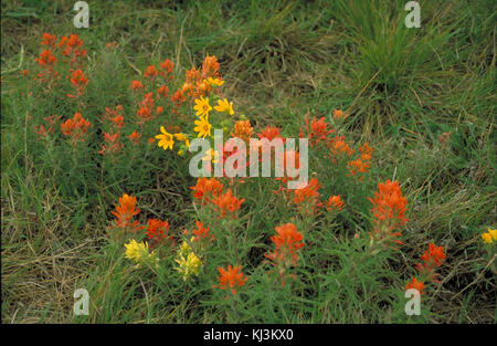 Gelb und Orange Prairie Pinsel Blumen castilleja purpurea Stockfoto