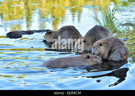 Eine Familie von wilden Biber (Kanada; Canadensis); spielen und Fütterung am Ufer des Maxwell See in Hinton Alberta, Kanada. Stockfoto