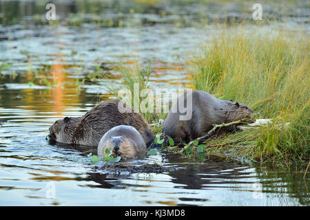 Drei wilden Biber (Kanada; Canadensis); Fütterung auf einem grasbewachsenen Fleck am Ufer des Maxwell See in Hinton Alberta, Kanada. Stockfoto