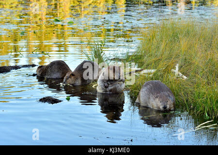Eine Familie von wilden Biber (Kanada; Canadensis); spielen und Fütterung am Ufer des Maxwell See in Hinton Alberta, Kanada. Stockfoto