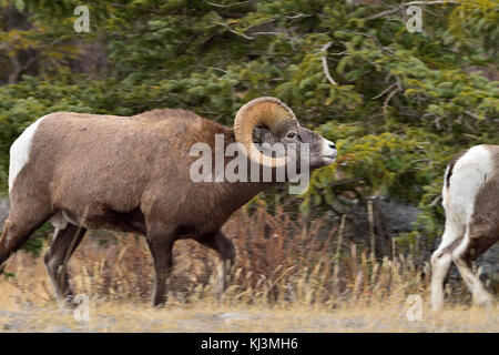 Ein erwachsener Bighorn Schafe (Ovis canadensis); nach einer Frau in der furche im Jasper National Park in Alberta, Kanada. Stockfoto