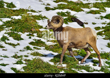 Von der Seite eines Erwachsenen voll curl Bighorn ram (Ovis canadensis); Wandern auf einem Hügel in der Nähe von Cadomin Alberta, Kanada. Stockfoto