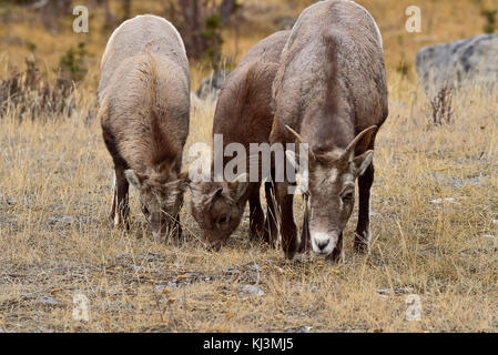 Eine Mutter Bighorn Schafe und zwei Kinder (Ovis canadensis) Fütterung auf einige trockene Gras in den Jasper National Park, Alberta, Kanada. Stockfoto