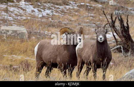 Zwei Bighorn Schafe (Ovis canadensis), männlich und weiblich steht im hohen Gras in Jasper National Park, Alberta, Kanada. Stockfoto