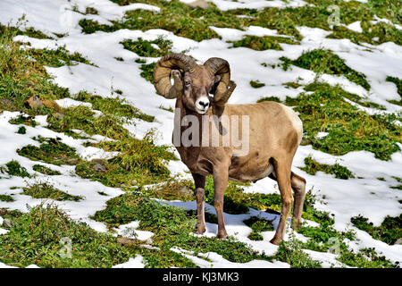 Eine reife voll curl nach Bighorn ram (Ovis canadensis); das Stehen in der üppigen Vegetation auf einem Hügel in der Nähe von Cadomin Alberta, Kanada. Stockfoto