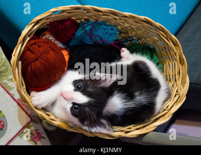 Kätzchen liegt auf bunten Ball der Wolle im Korb Stockfoto