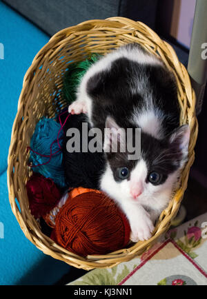 Baby Katze liegt auf bunten Ball der Wolle im Korb vertikale Stockfoto