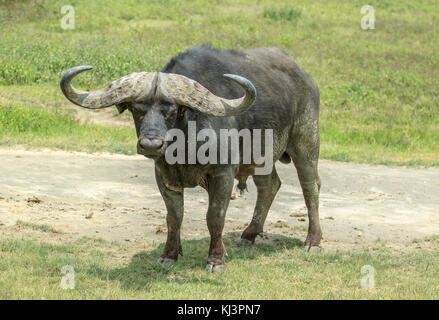 Eine afrikanische Büffel Männlich Stockfoto