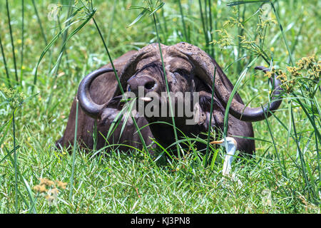 Eine afrikanische Büffel Männlich Stockfoto