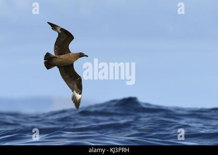 Great Skua - Eulen skua Stockfoto