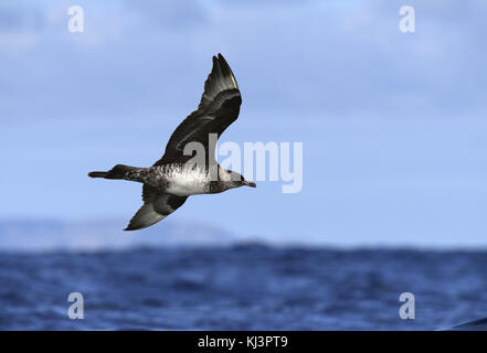 Pomarine Skua - Eulen pomarinus Stockfoto