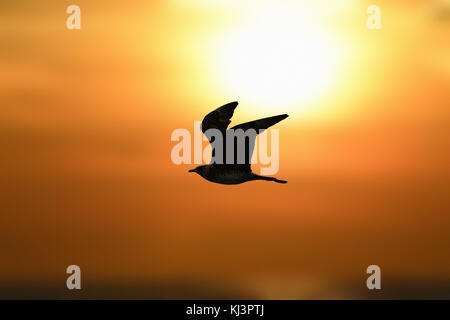 Pomarine Skua - Eulen pomarinus Stockfoto