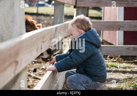 Toddler Boy Besuch einer lokalen städtischen Farm und Füttern der Kühe mit Heu Stockfoto