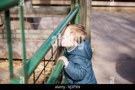 Toddler Boy an einem lokalen Farm beobachten Pferde durch ein grünes Eisentor Stockfoto