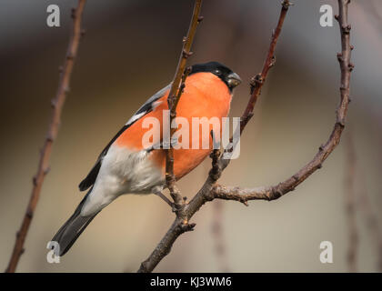 Männliche Dompfaff saß auf einem Zweig im Winter, Österreich Stockfoto