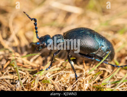 Ein Öl Käfer an einem sonnigen Tag im Frühjahr, Österreich Stockfoto