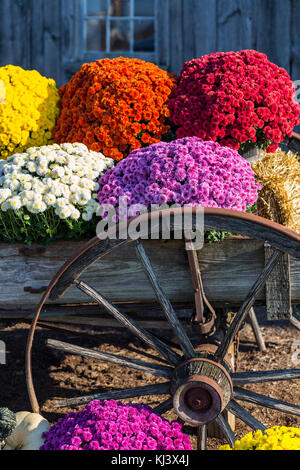 Bunte Herbst Mamas auf Anzeige in einem alten Bauernhof wagen. Stockfoto