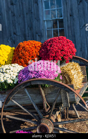 Bunte Herbst Mamas auf Anzeige in einem alten Bauernhof wagen. Stockfoto