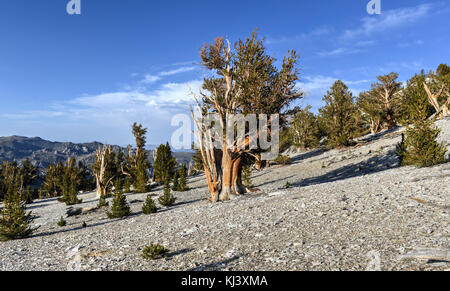 Ancient bristlecone Pine Forest - Ein geschützter Bereich hoch in den weißen Bergen im Inyo County in Kalifornien. Stockfoto