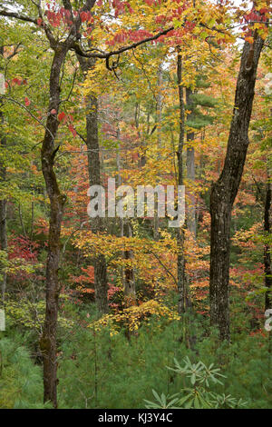 Herbst Laub im Great Smoky Mountains National Park, Tennessee Stockfoto