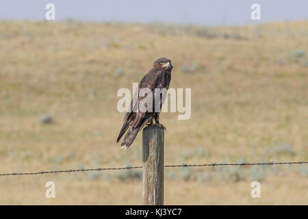 Dunkle morph eisenhaltigen Hawk (Buteo regalis) auf Zaunpfosten in Grünland Nationalpark, Saskatchewan, Kanada. Stockfoto