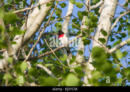 Rose-breasted grosbeak (Pheucticus ludovicianus) in Ottawa. Stockfoto