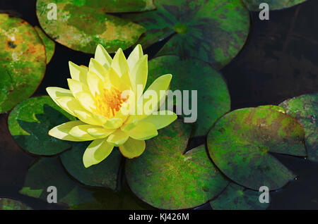 Gelbe Lotus Blüte mit grünen Blättern im Hintergrund in einem künstlichen Teich, Pune, Maharashtra, Indien Stockfoto