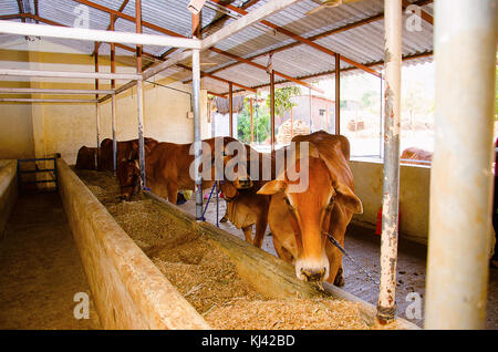 Kühe in einem Stall oder Tierheim zur Fütterungszeit Mulshi, Pune, Maharashtra, Indien Stockfoto