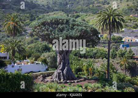 Drago milenario, der bekannteste Drachenbaum (Dracaena Draco) auf den Kanarischen Inseln, 400 Jahre alt, im Dorf Icod de los Vinos, Teneriffa Inseln Stockfoto