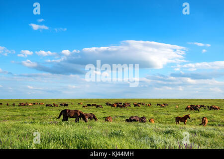 Wilde Pferde grasen im Sommer Wiese Stockfoto