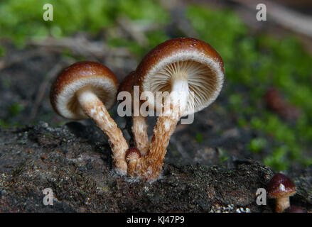 Brick Caps Pilze (Hypholoma lateritium,) (33576325832) Stockfoto