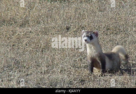 Black footed mustela nigripes bekannt als amerikanische Iltis Frettchen Stockfoto