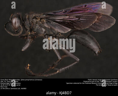 Große schwarze Wespe (Sphecidae, Sphex pensylvanicus (Linnaeus)) (35549916033) Stockfoto