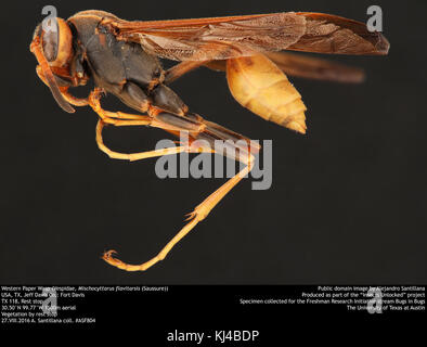 Western Paper Wasp (Vespidae, Mischocyttarus flavitarsis (Saussure)) (35538582314) Stockfoto
