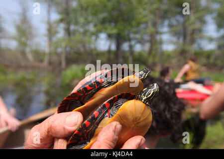 Blandings Schildkröten emydoidea blandingii Stockfoto