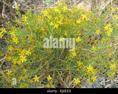 Hypericum triquetrifolium ist eine blühende Pflanze aus der Familie der Johanniskraut. Bekannt für sein unverwechselbares Aussehen, ist es in verschiedenen Regionen zu finden und wird für seine botanischen und medizinischen Eigenschaften untersucht. Stockfoto