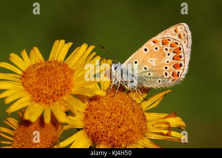 Gewöhnlicher blauer Schmetterling, der auf Fleabane ruht Stockfoto