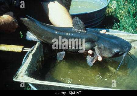 Wels Ictalurus punctatus erwischt Stockfoto