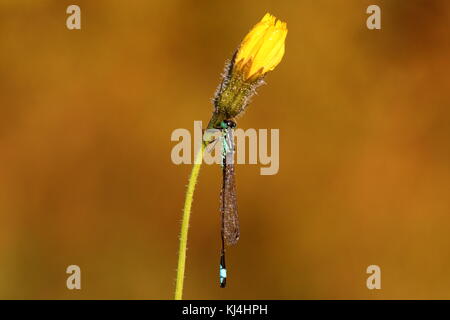 Blaugeschwemmte, verdammte Fliege brütet auf Hawkbit Stockfoto