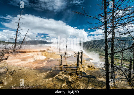 Tote Bäume und Mammoth Hot Springs Travertin Konkretionen im Yellowstone National Park Stockfoto