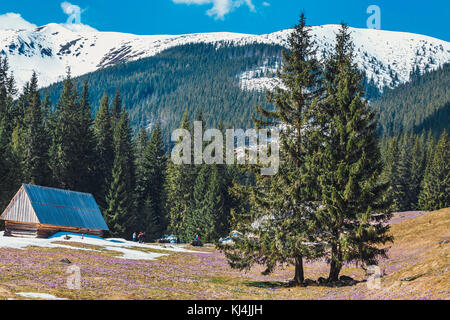 Teppich von blühenden Krokusse in chocholowska Tal in Tatra Stockfoto